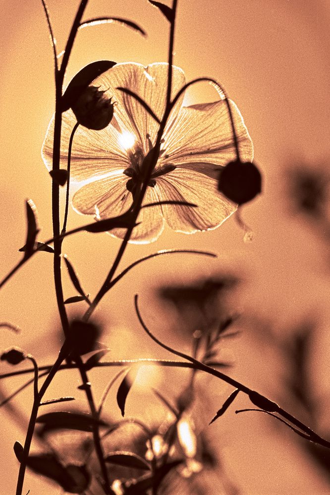 Лён и Солнце