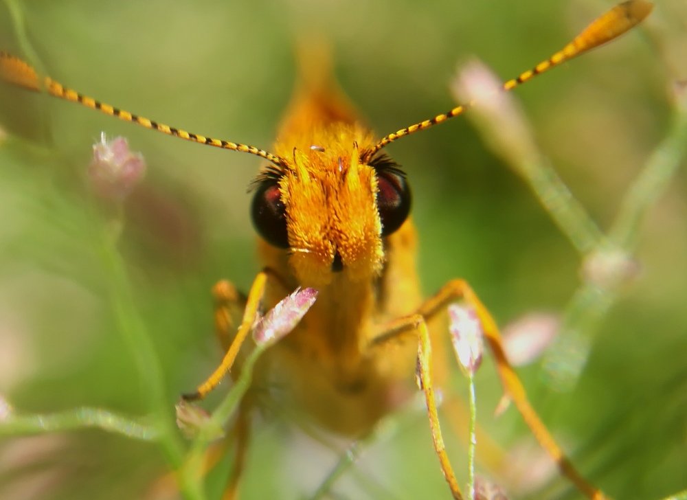 Skipper