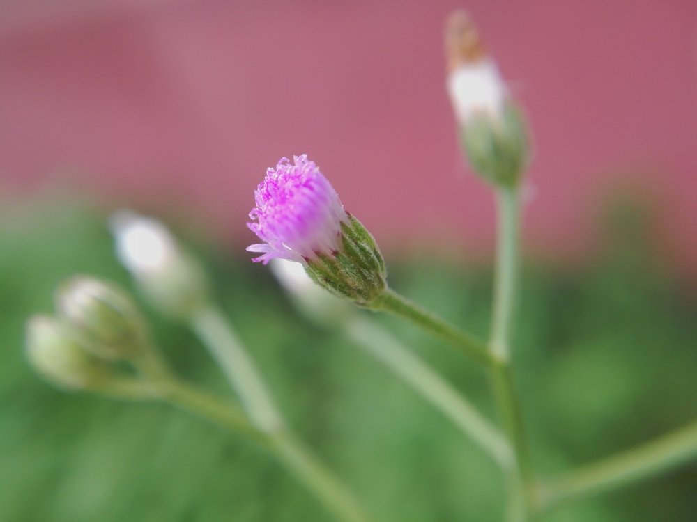 Wild flower