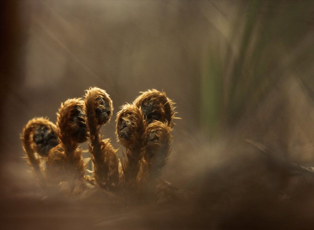Папоротники-диплодоки.