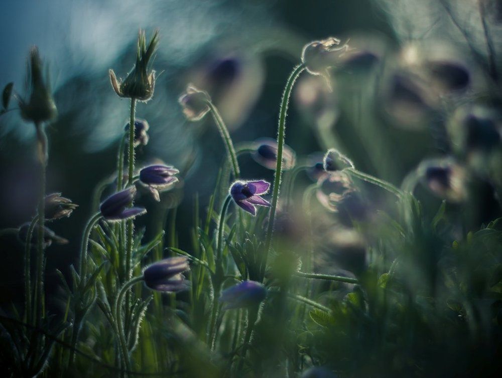 Души цветов.