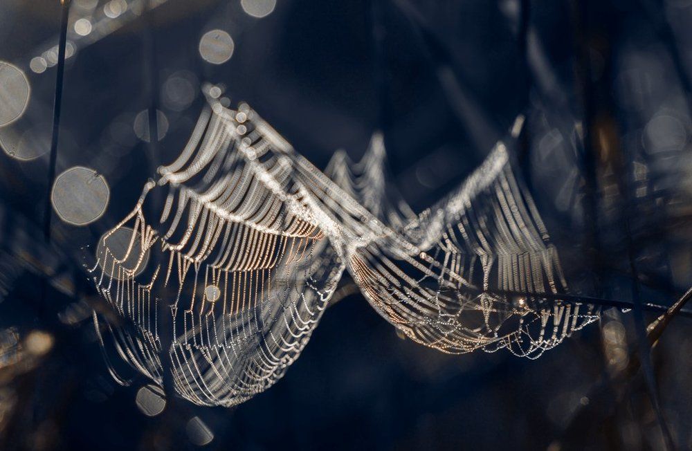 Летучий фрегат.