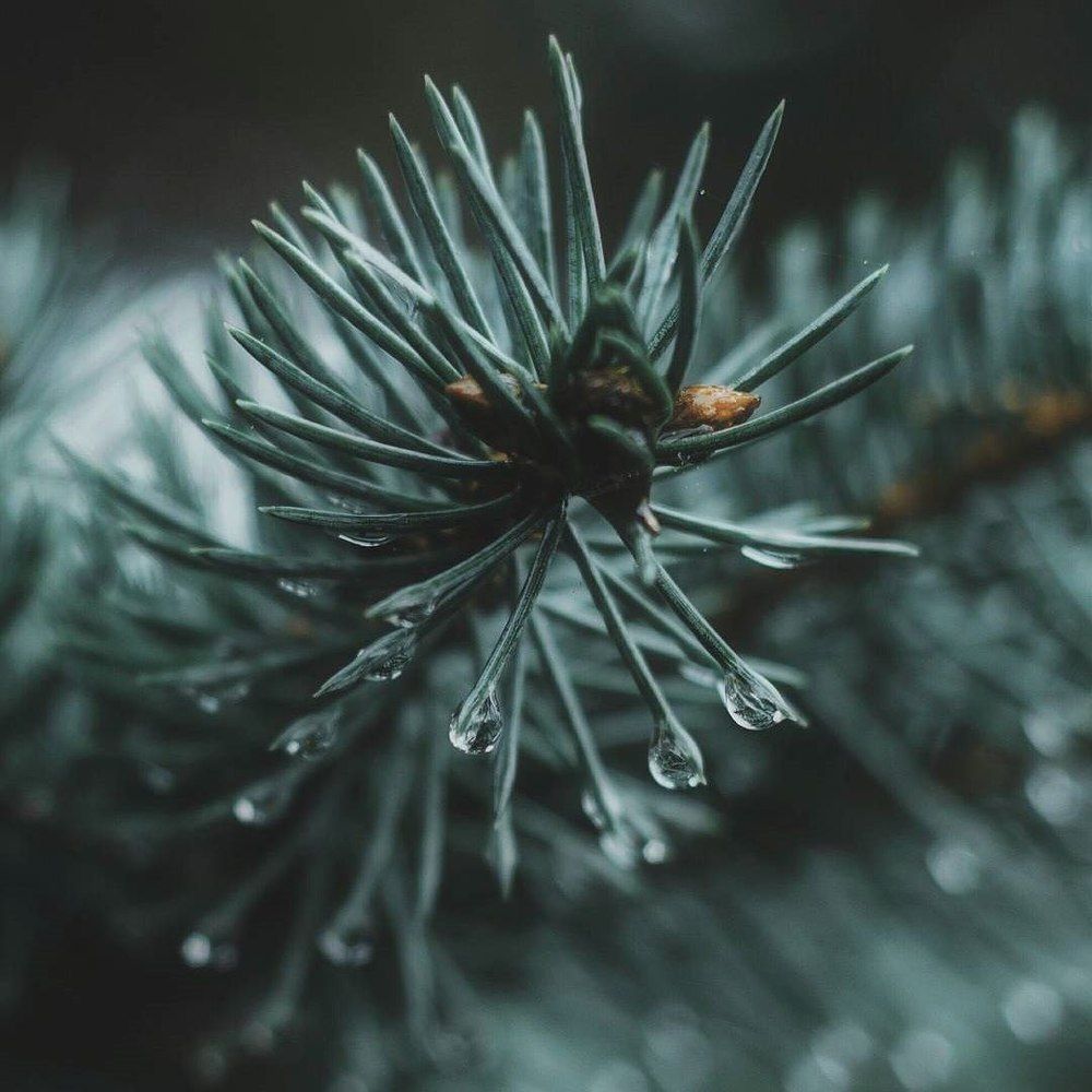 Зимние слезы