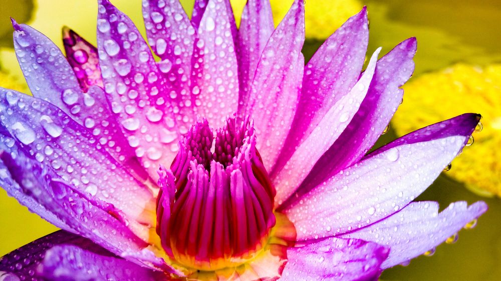 Water Lily at its Best