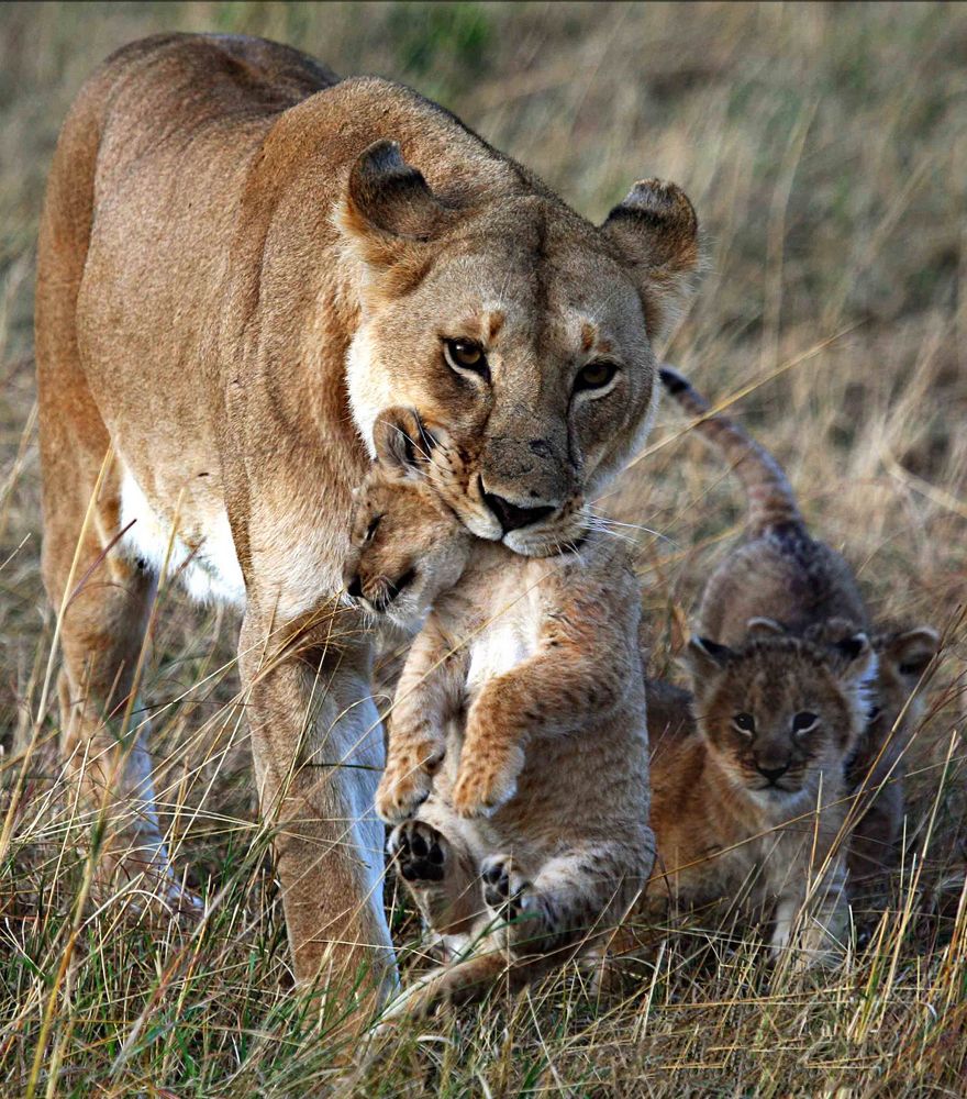 Семейный портрет.