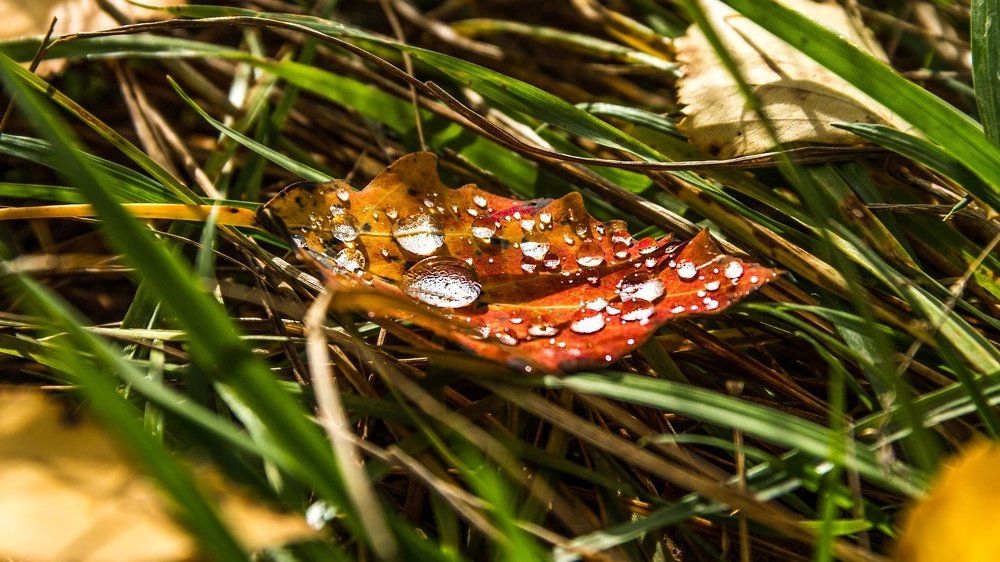 Photograph by Алексей