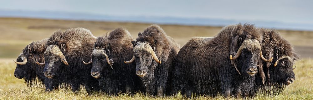 Овцебыки в защитном круге
