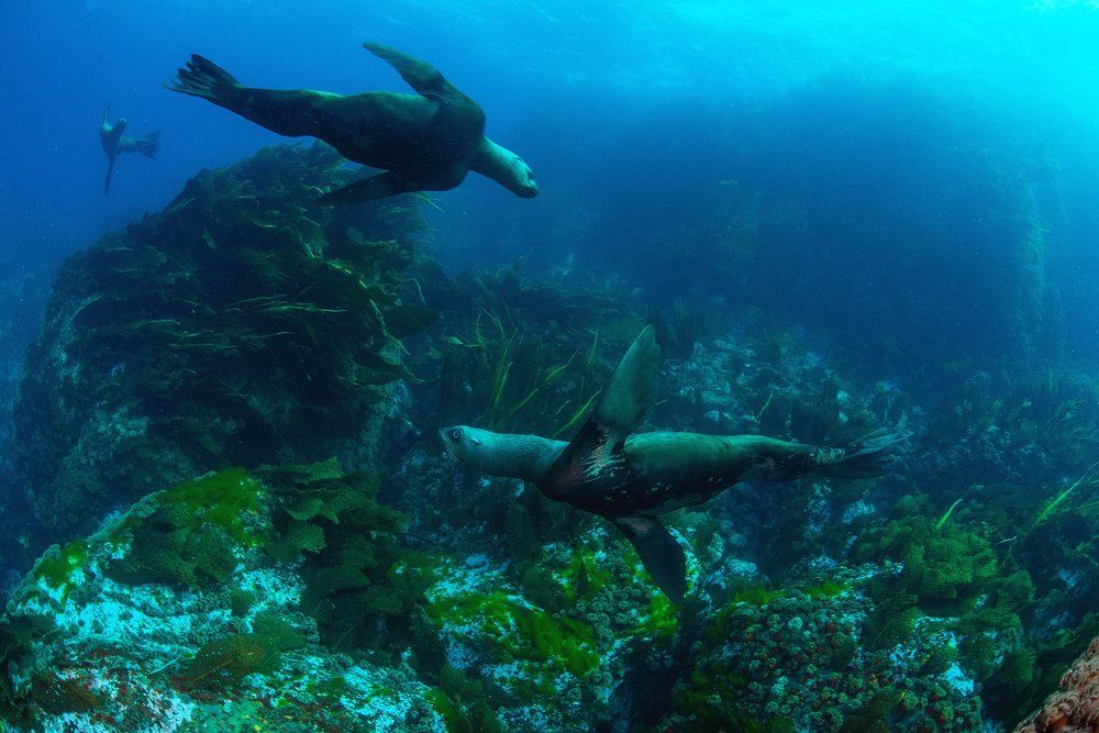 Подводный полет