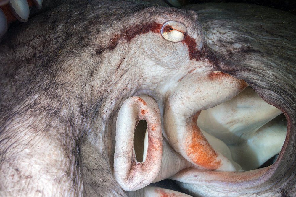 Портрет осьминога