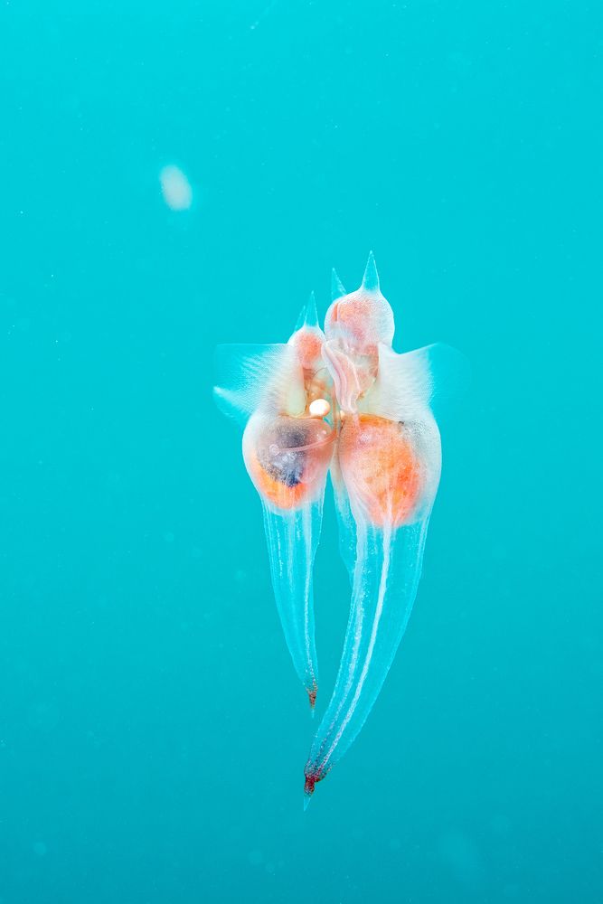 Свадьба морских ангелов