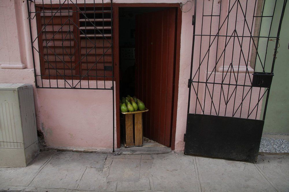 Avocado