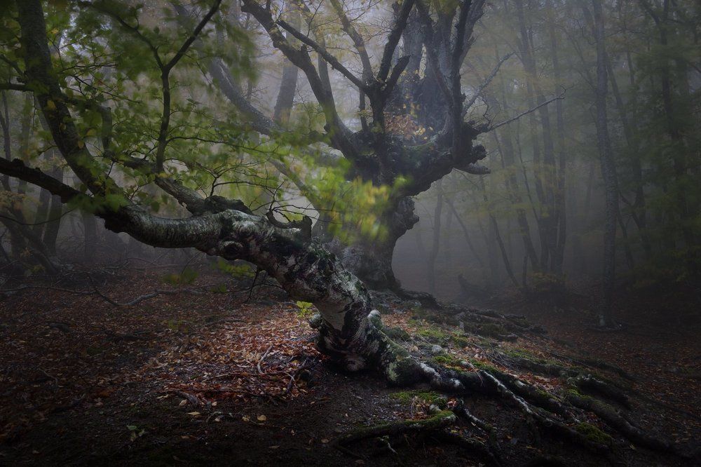 Присутствие