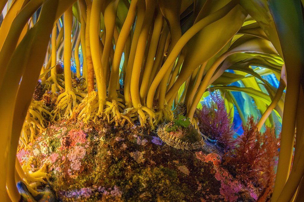 В заколдованном лесу