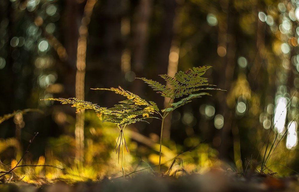 Папоротник