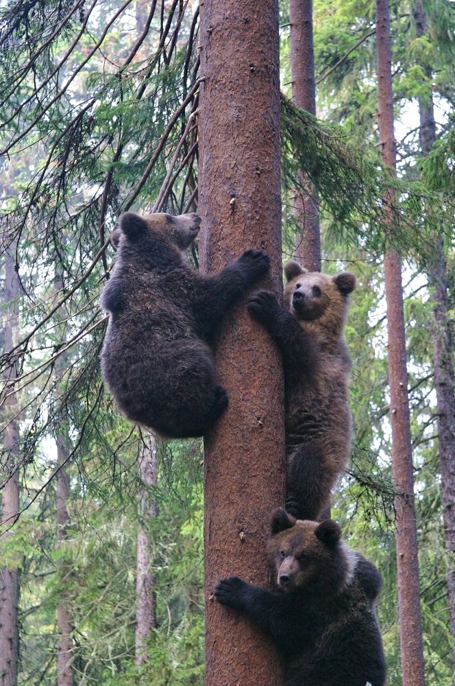 Утро в Карельском лесу.