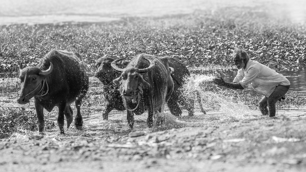 Cleaning the water buffaloes