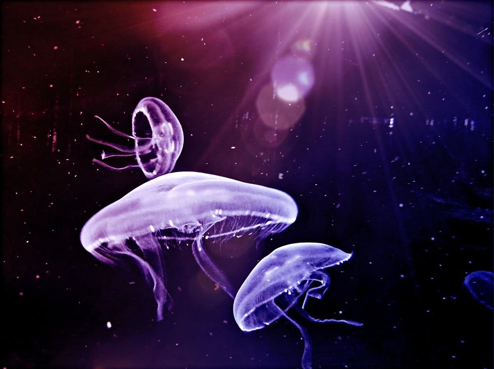 Подводный космос