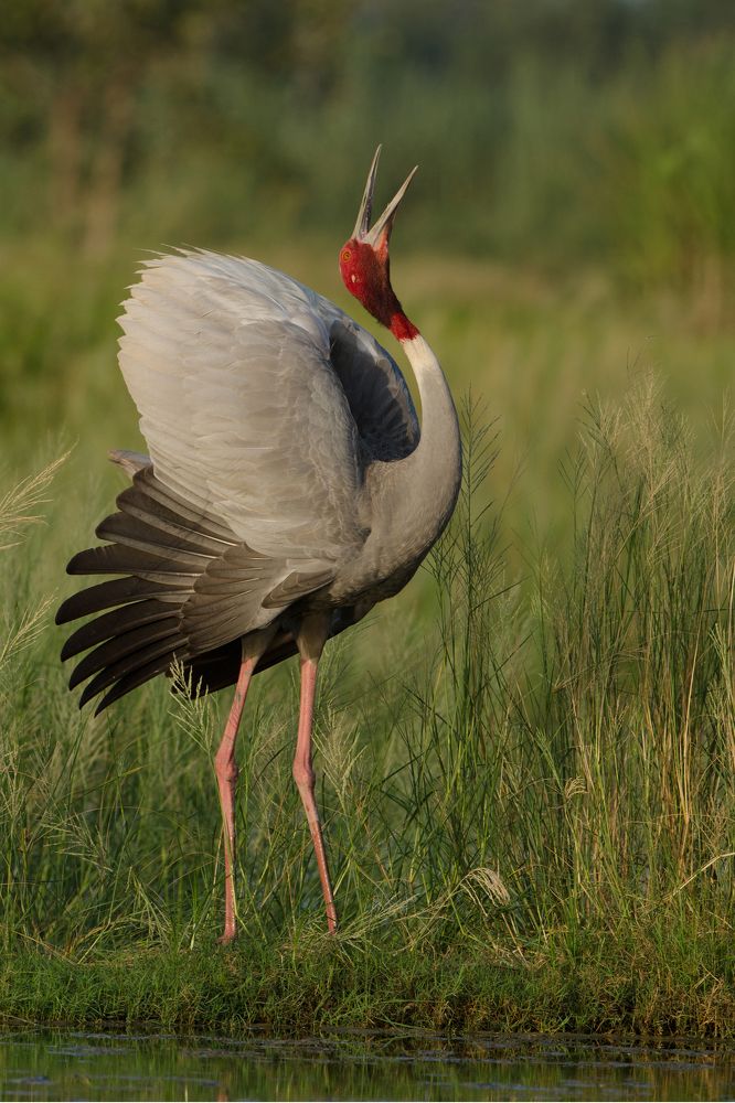This is a Sarus crane making a typical display while calling out