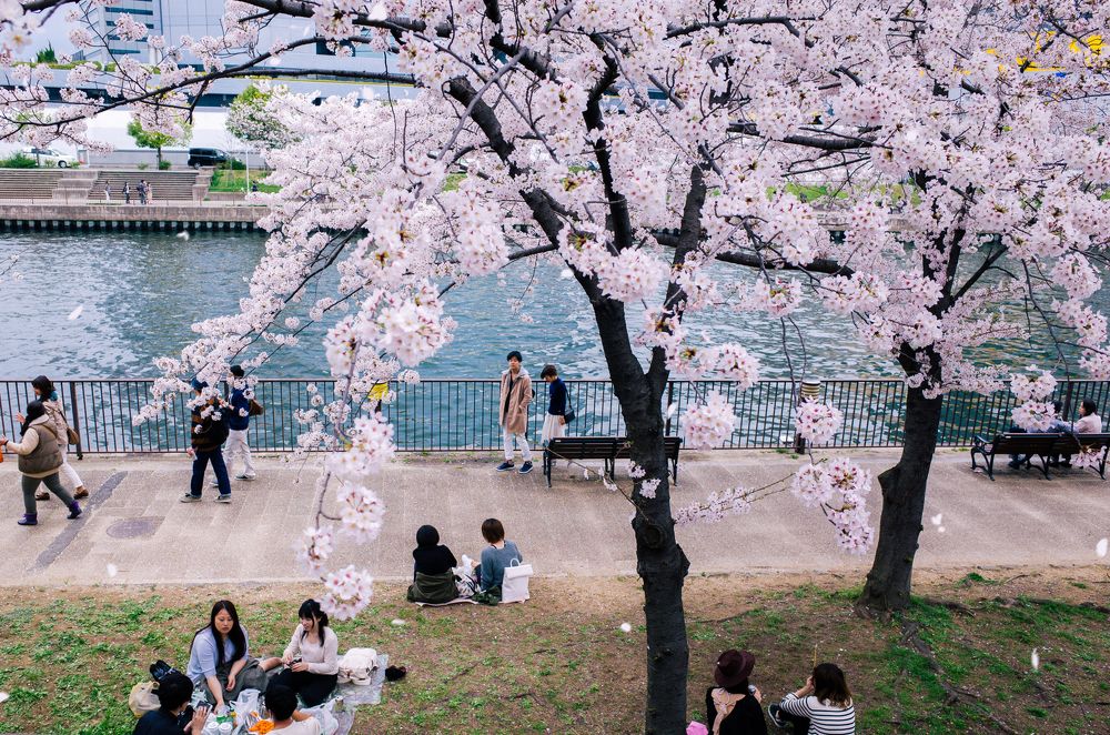 morinomya, osaka, Apr 2016