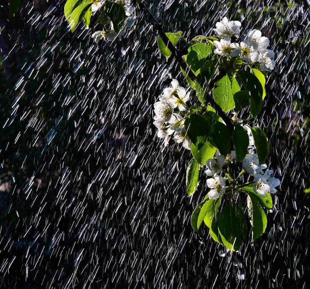 Яблоня в цвету