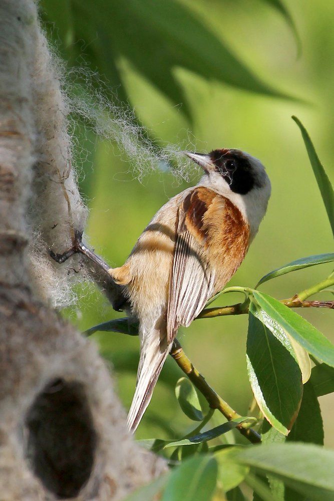 Ремез обыкновенный