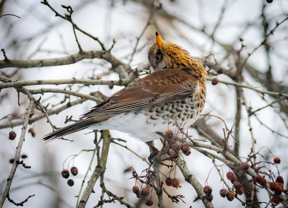 Зазнайка / Hot-shot