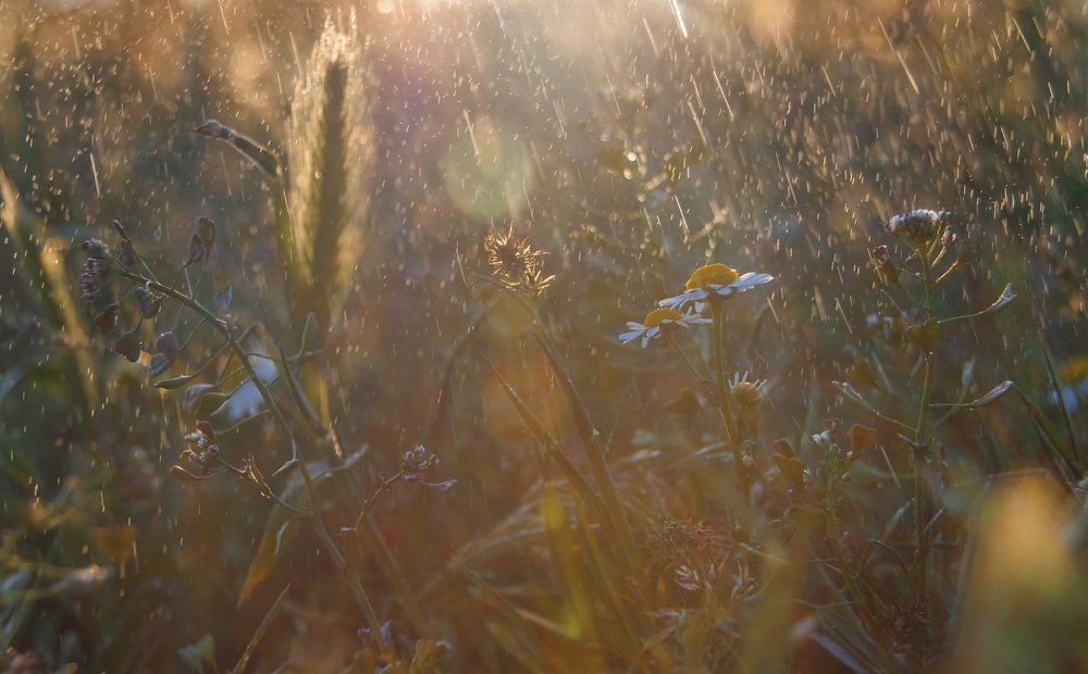 В свете Солнца