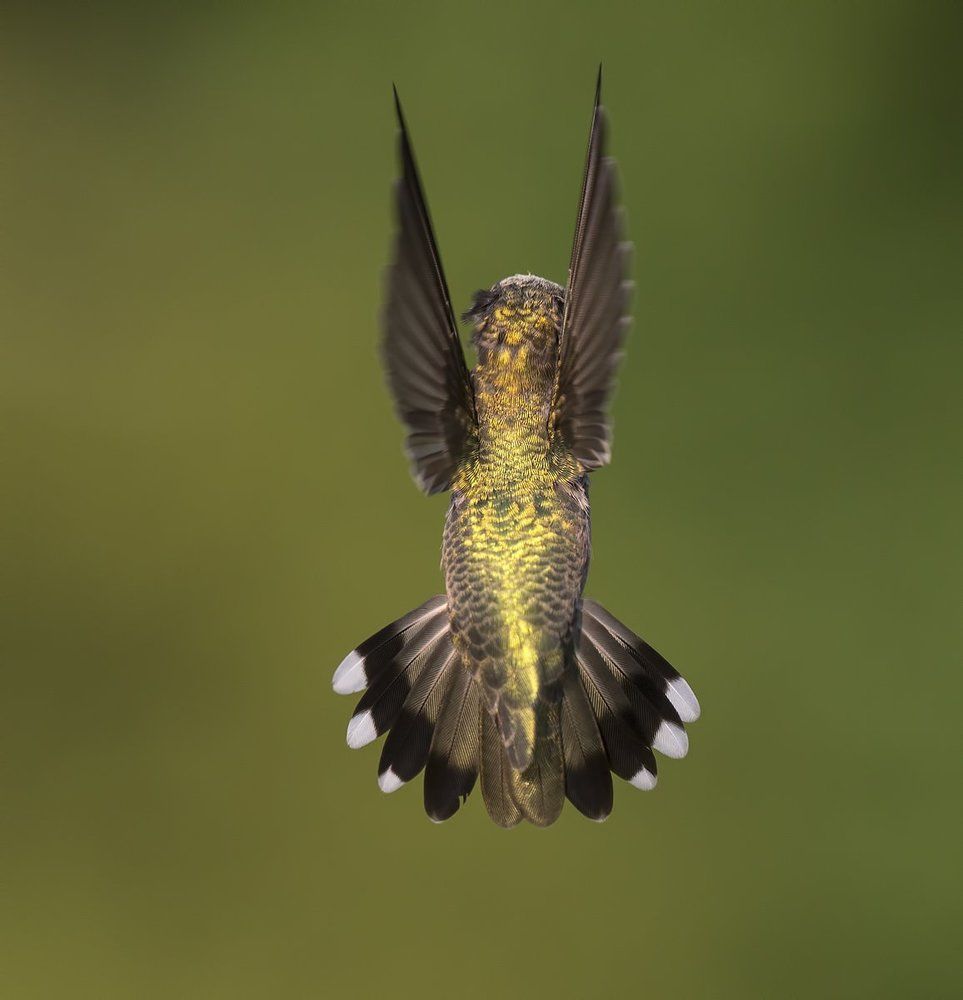 Hummingbird -Magic in the Air