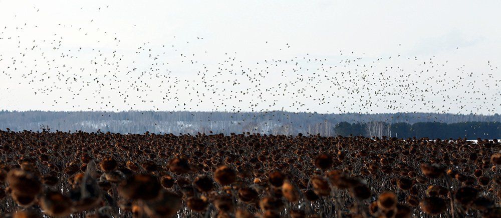 Подсолнухи в поле.