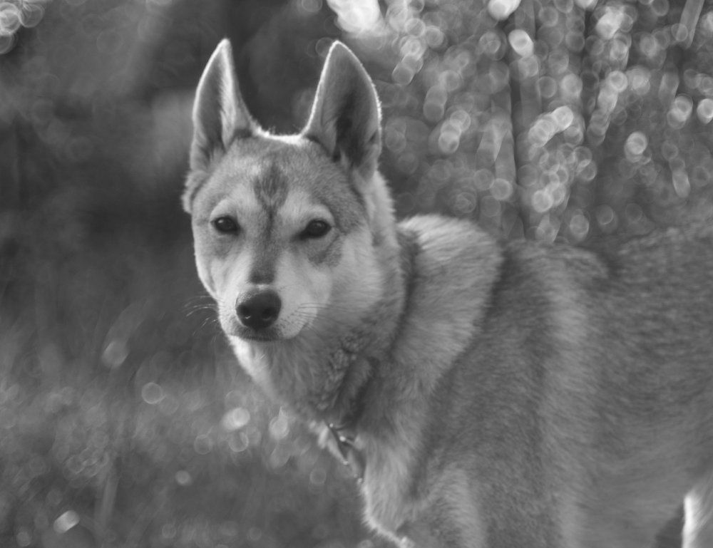 Верный друг