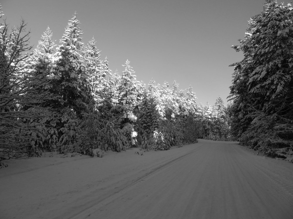 Лес...Зима...Солнце...