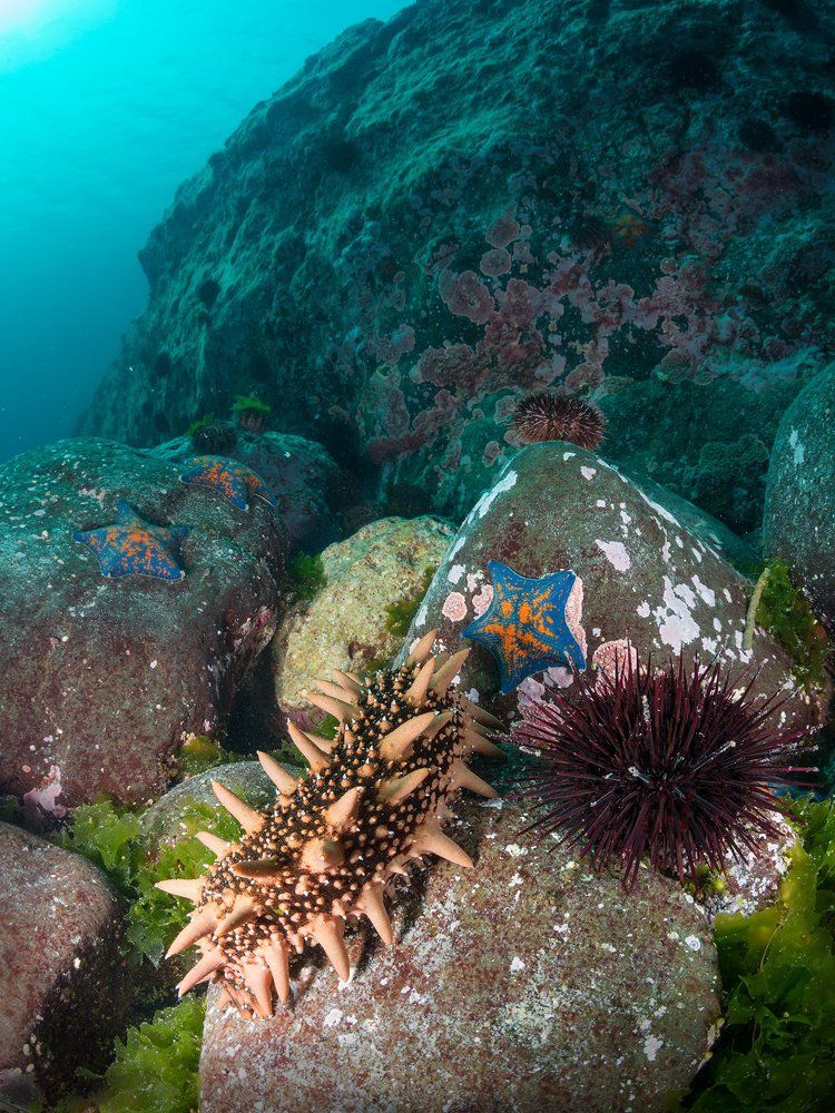 Дальневосточные деликатесы