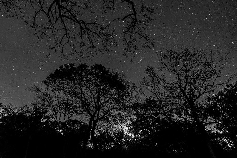 Ночь в лесу