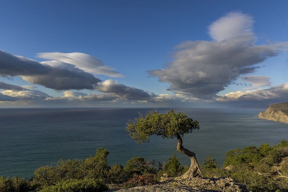 Одинокое дерево
