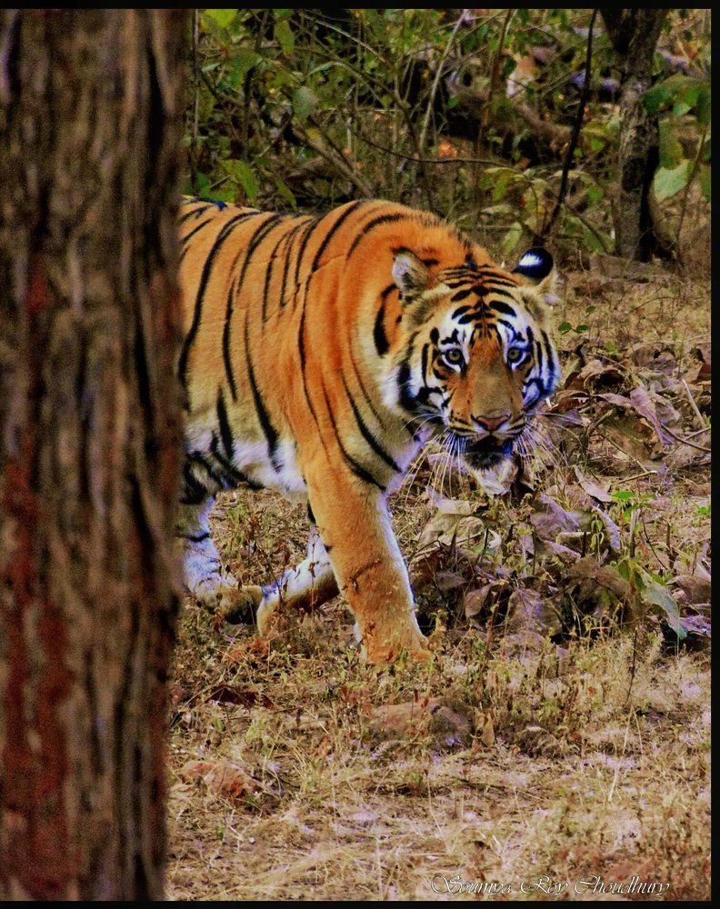 The eye of the Tiger