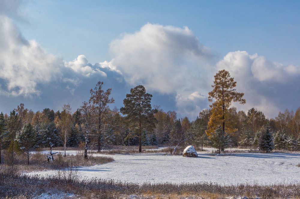 Стог сена под лиственницей