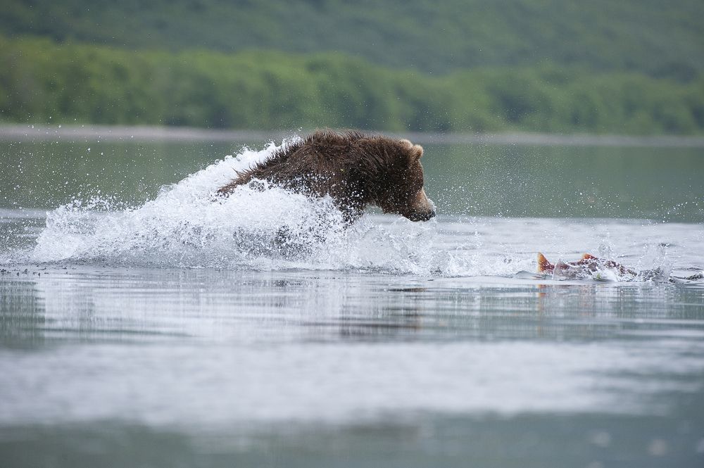 ставка-жизнь