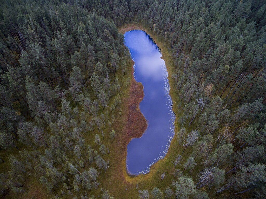 Медвежий язык
