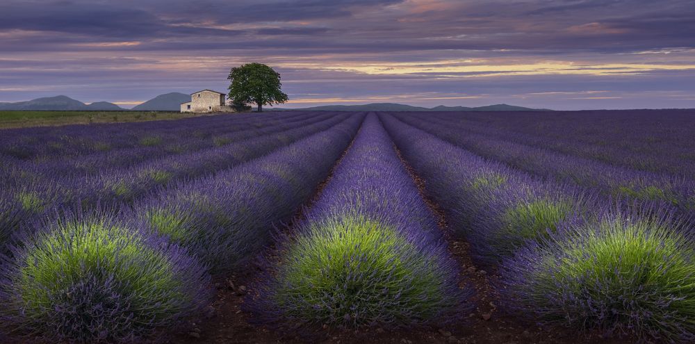 Лавандовый вечер