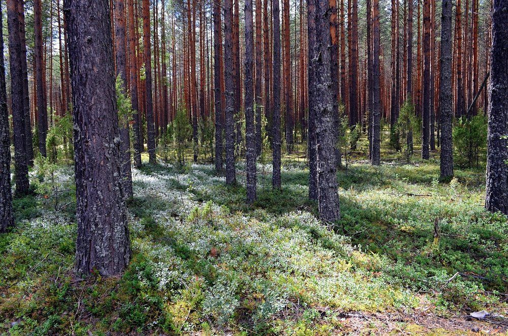 Брусника в сосновом лесу