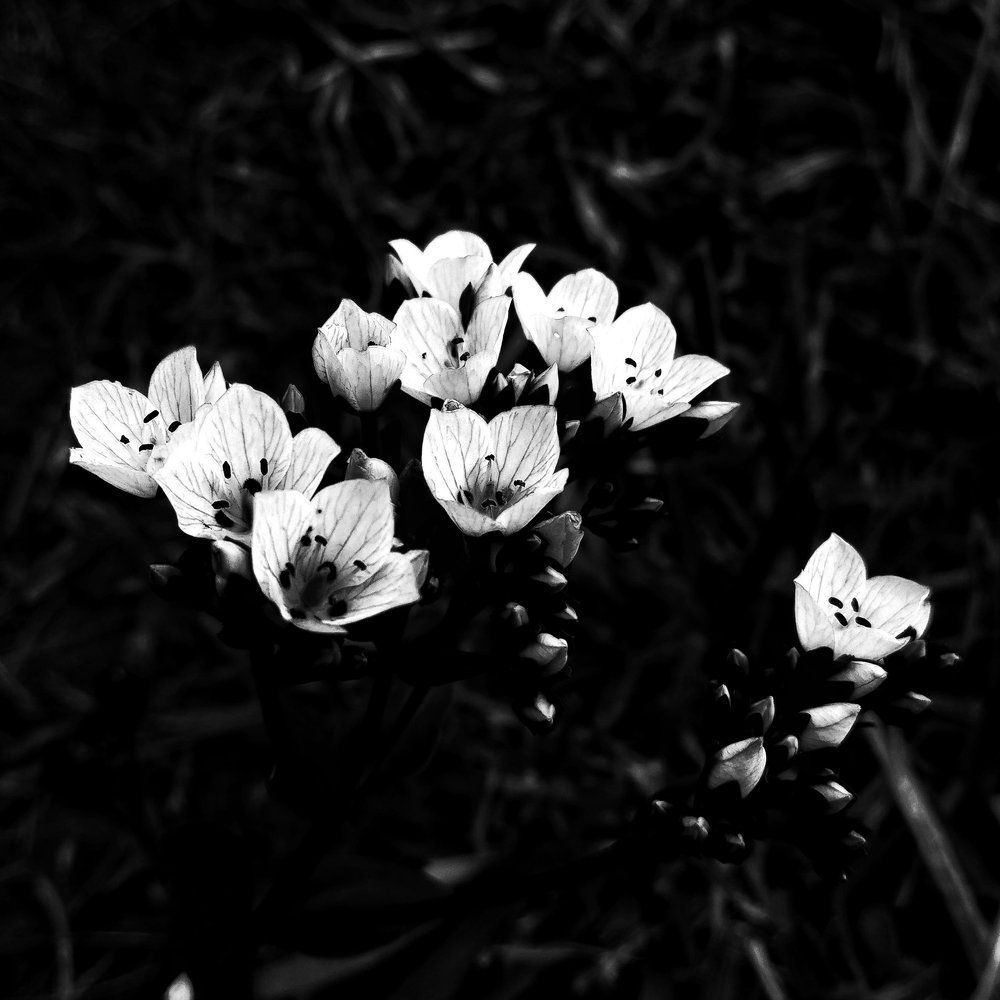 Blooming flowers