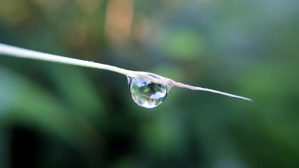 Dew drop on bamboo leaf