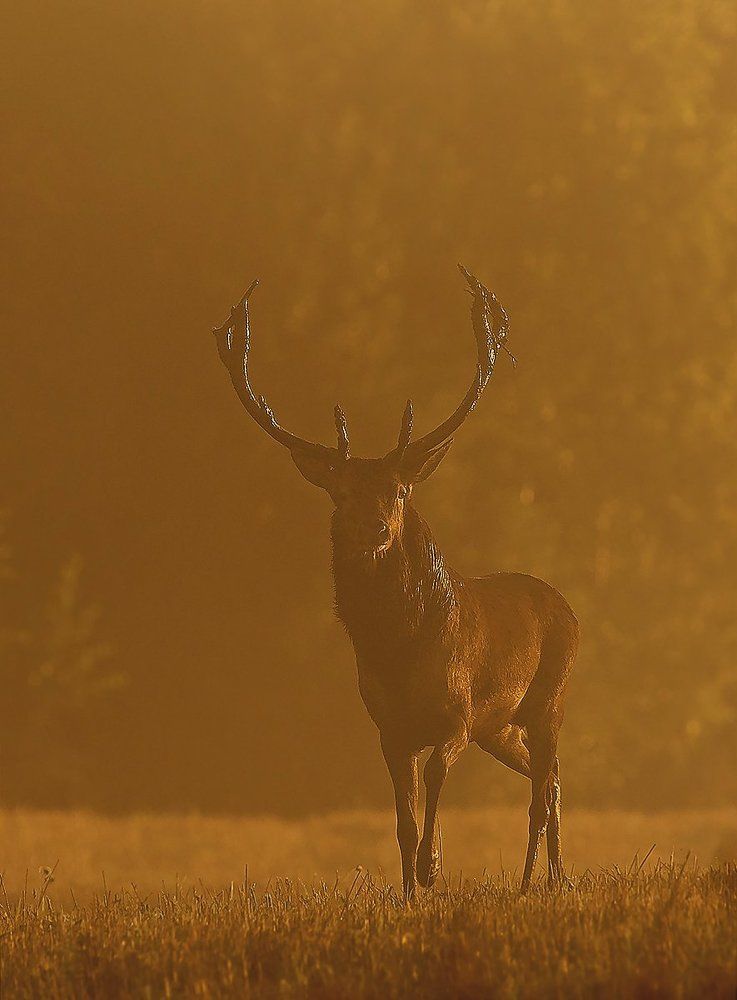 Золотой олень