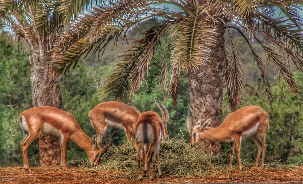 Inti the zoo of Rabat