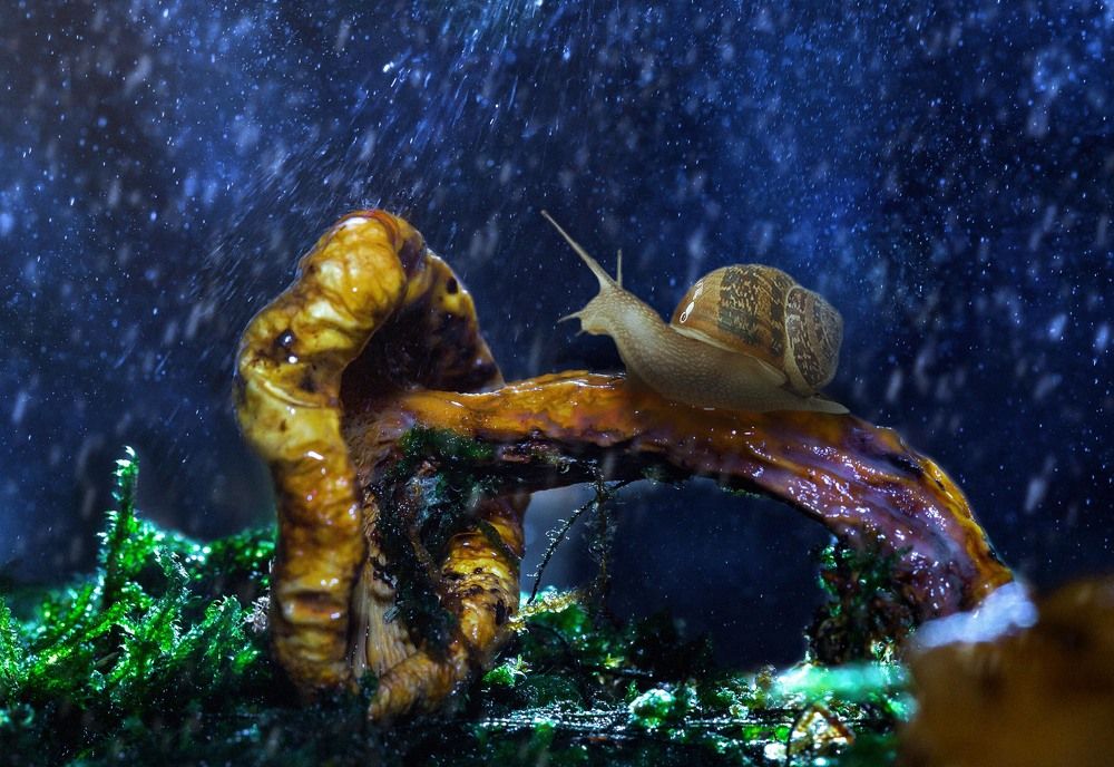 Улитка на склоне