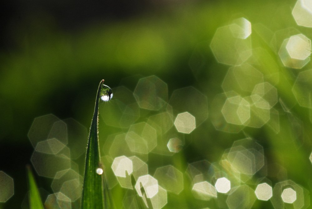 Капельки росы,как чудное творение