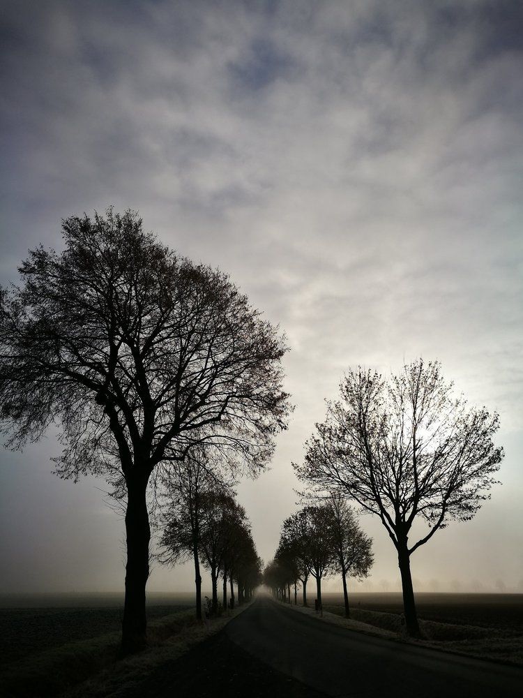 Treeline