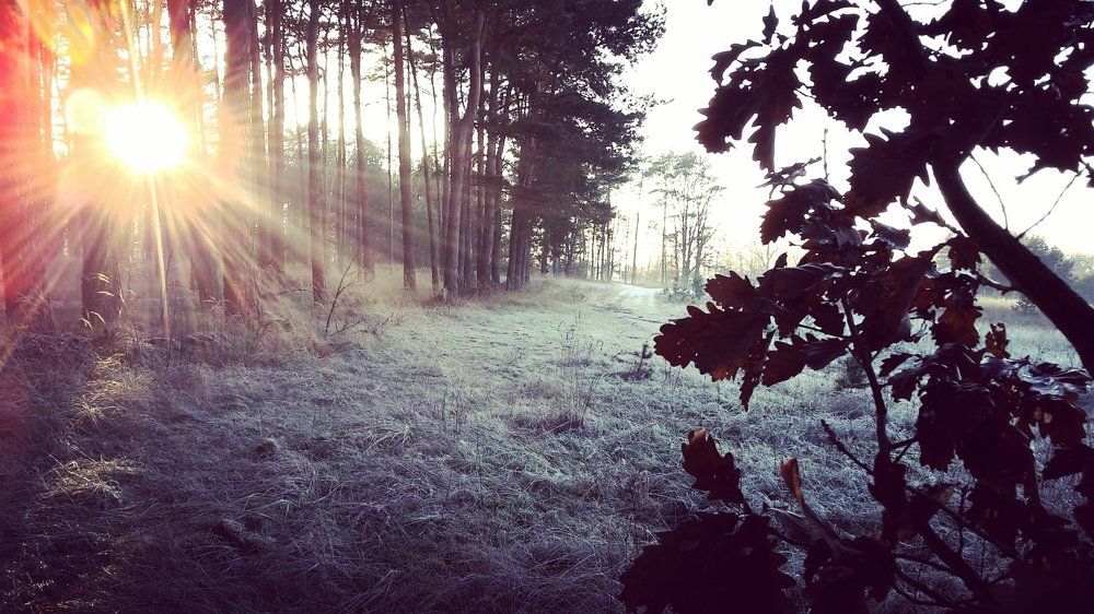 Sunbeam in the Forest