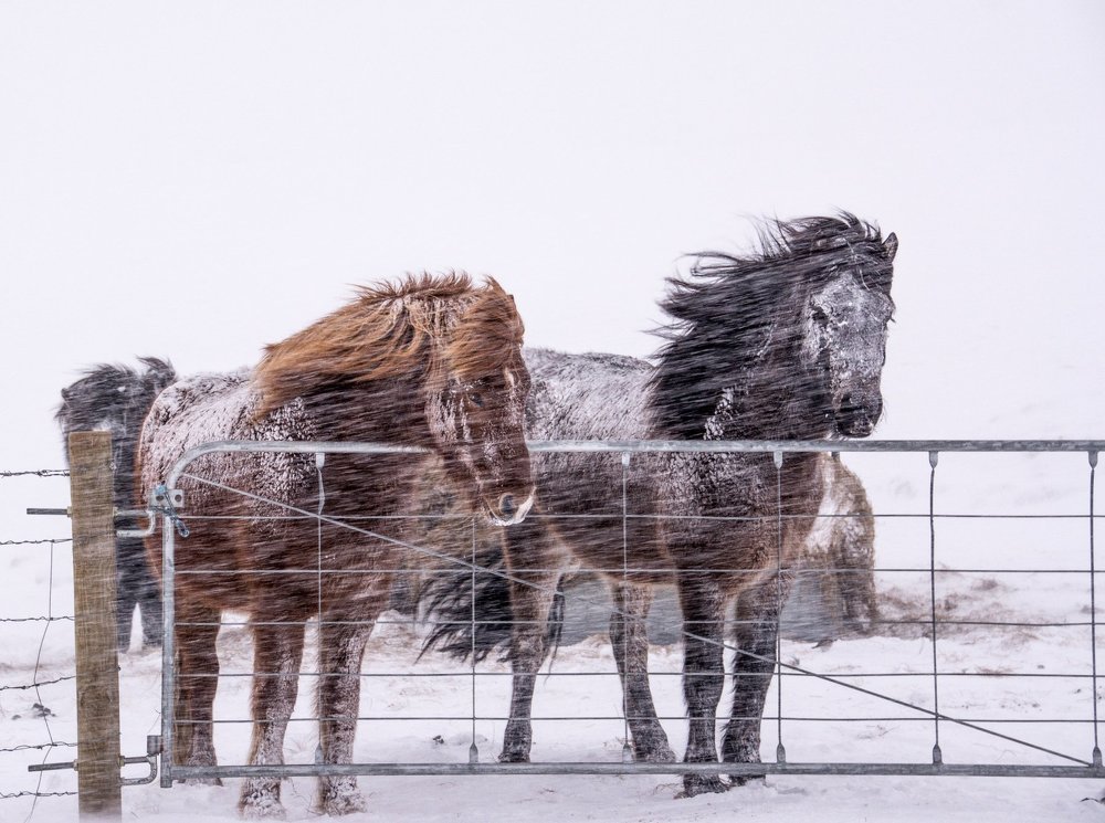 Исландский ветерок