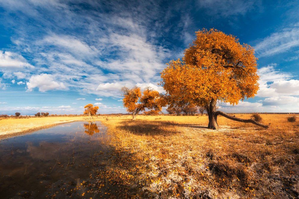 Тополь Туранга